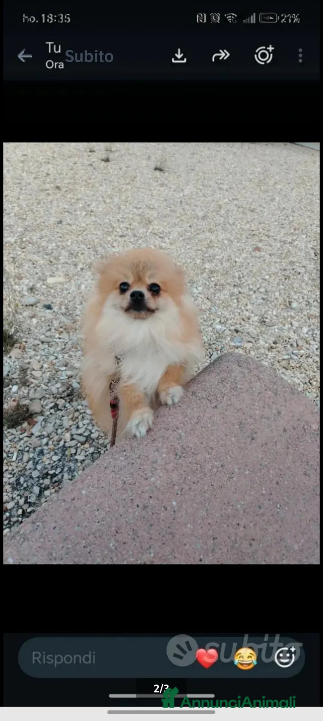 Spitz cani in vendita: VOLPINO SPITZ CON PEDIGREE ENCI - Annuncio 1