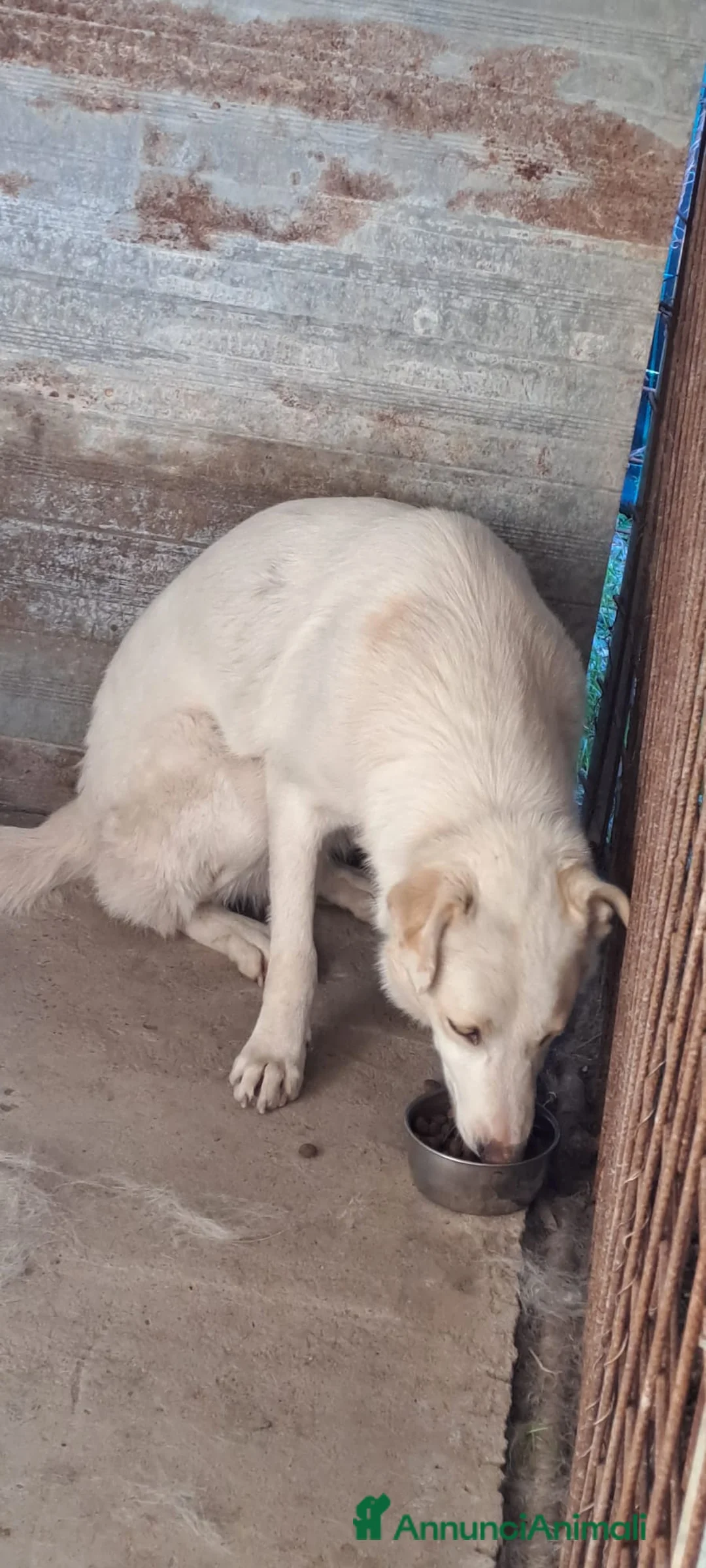 Meticcio cani in regalo: MOLLY  - Annuncio 4