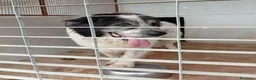 Meticcio cani in regalo: HULK adora le carezze tg grande - Annuncio 2