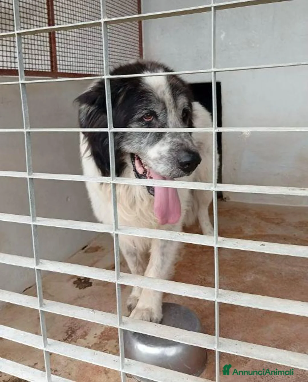 Meticcio cani in regalo: HULK adora le carezze tg grande - Annuncio 2