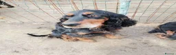 Setter Gordon cani in regalo: AVATAR e ASUKA setter in cerca di casa - Annuncio 4