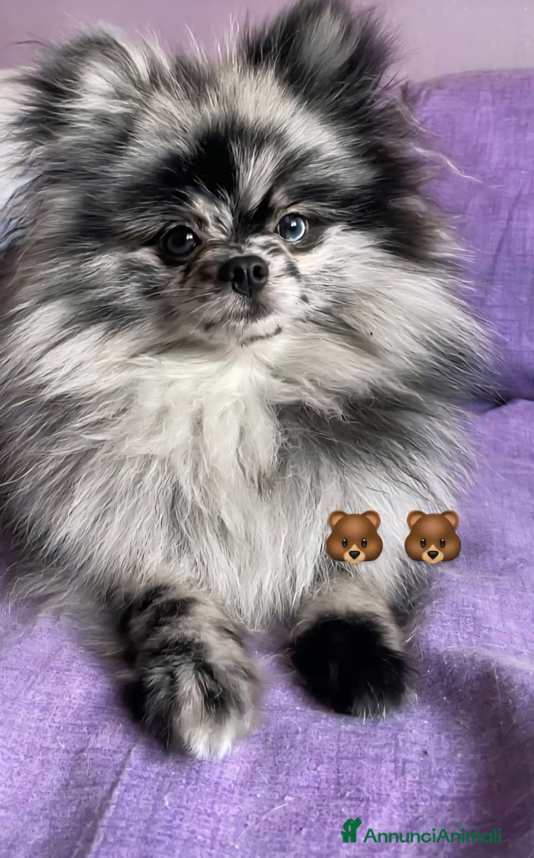 Spitz Giapponese cani in vendita: Spitz tedesco nano ovvero volpino di pomerania  - Annuncio 2