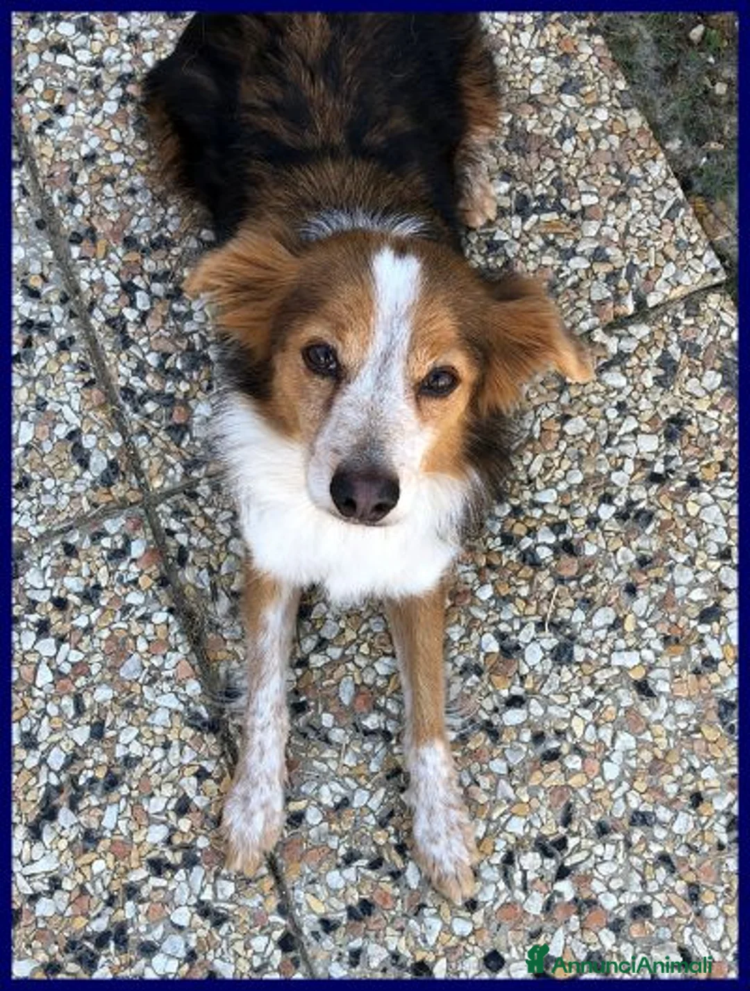 Meticcio cani in regalo: PERSEO simpatico peperino tg mediopicc. - Annuncio 7