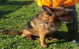 Pastore Tedesco cani in regalo: MIKE pastore tedesco educato e affettuoso a Provincia di Alessandria - Immagine 11