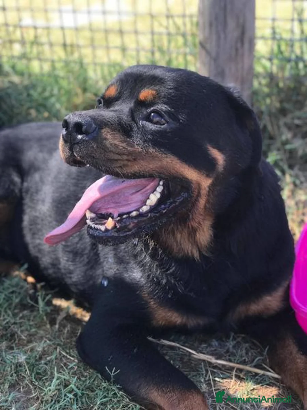 Rottweiler cani in regalo: Adozione del ❤️ per Aaron - Annuncio 5