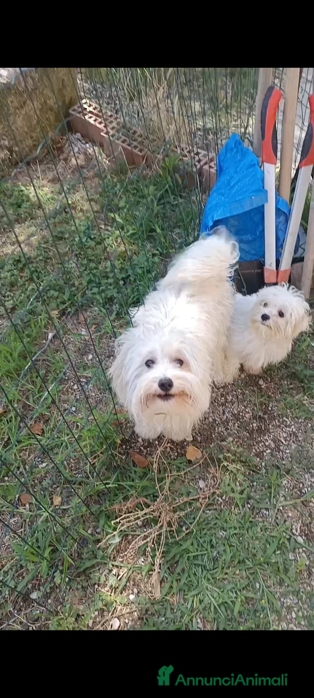 Maltese cani in vendita: Ultimo maschietto genitori maltesi pedigree ENCI  - Annuncio 2