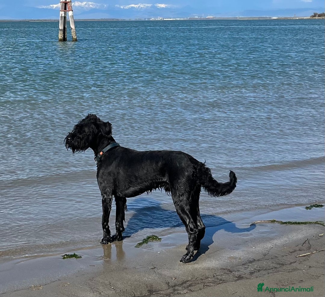 Schnauzer Gigante cani in vendita: cuccioli di Schnauzer gigante  - Annuncio 3