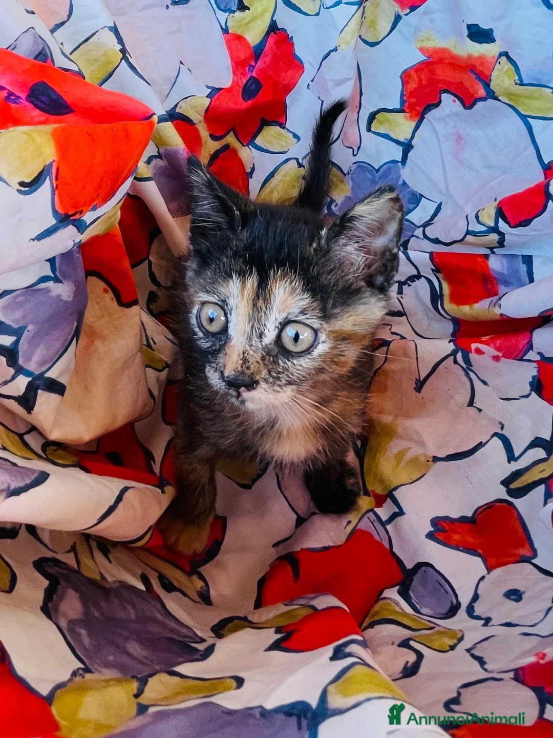 Europeo gatti in regalo: Gattine sorelle 2 mesi mamma testata  - Annuncio 5