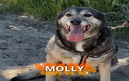 Meticcio cani in regalo: MOLLY 🩷 - mamma super eroina ora merita amore a Provincia di Como - Immagine 6