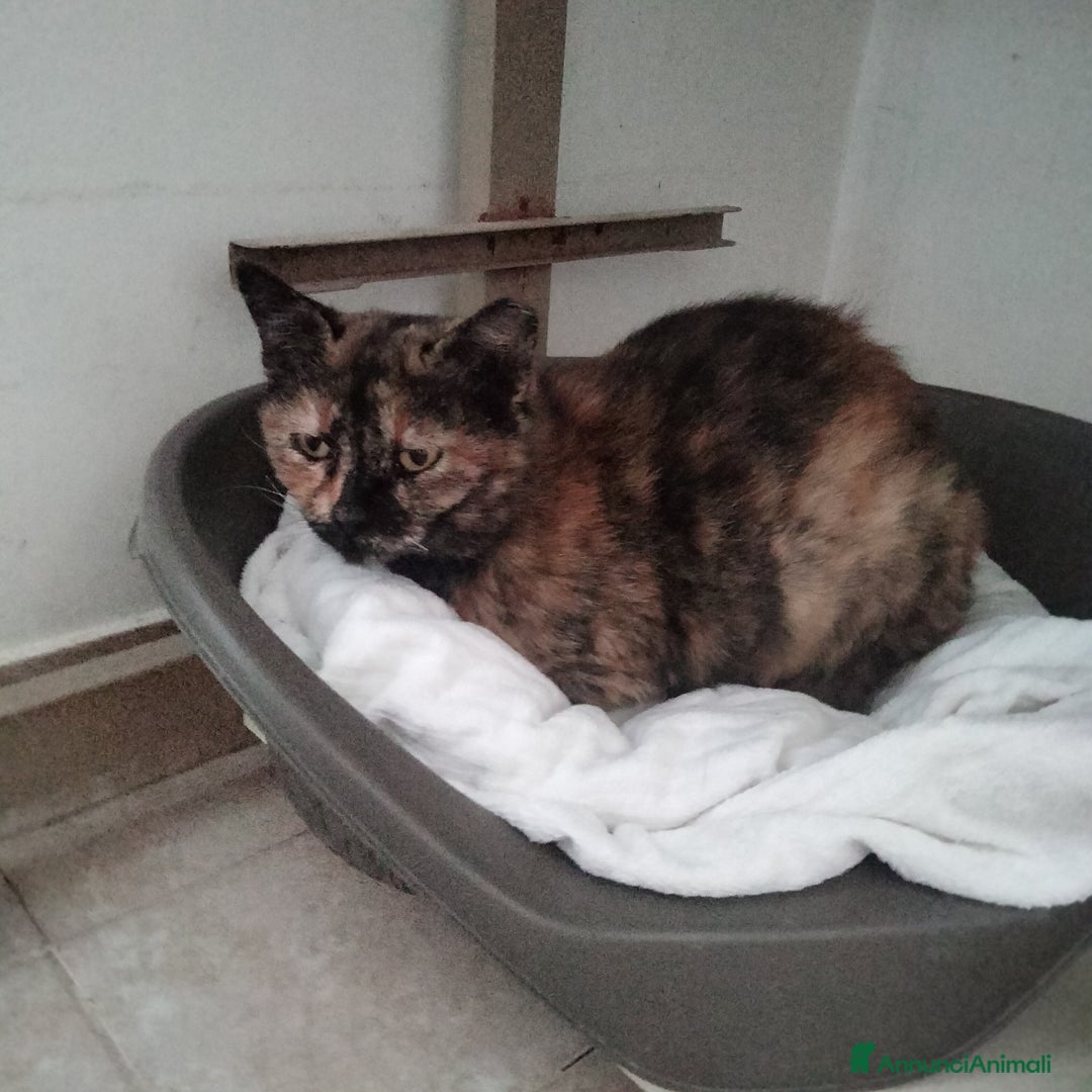 Altre razze gatti in regalo: Mamy, dolcissima, buonissima, cerca adozione  - Annuncio 2
