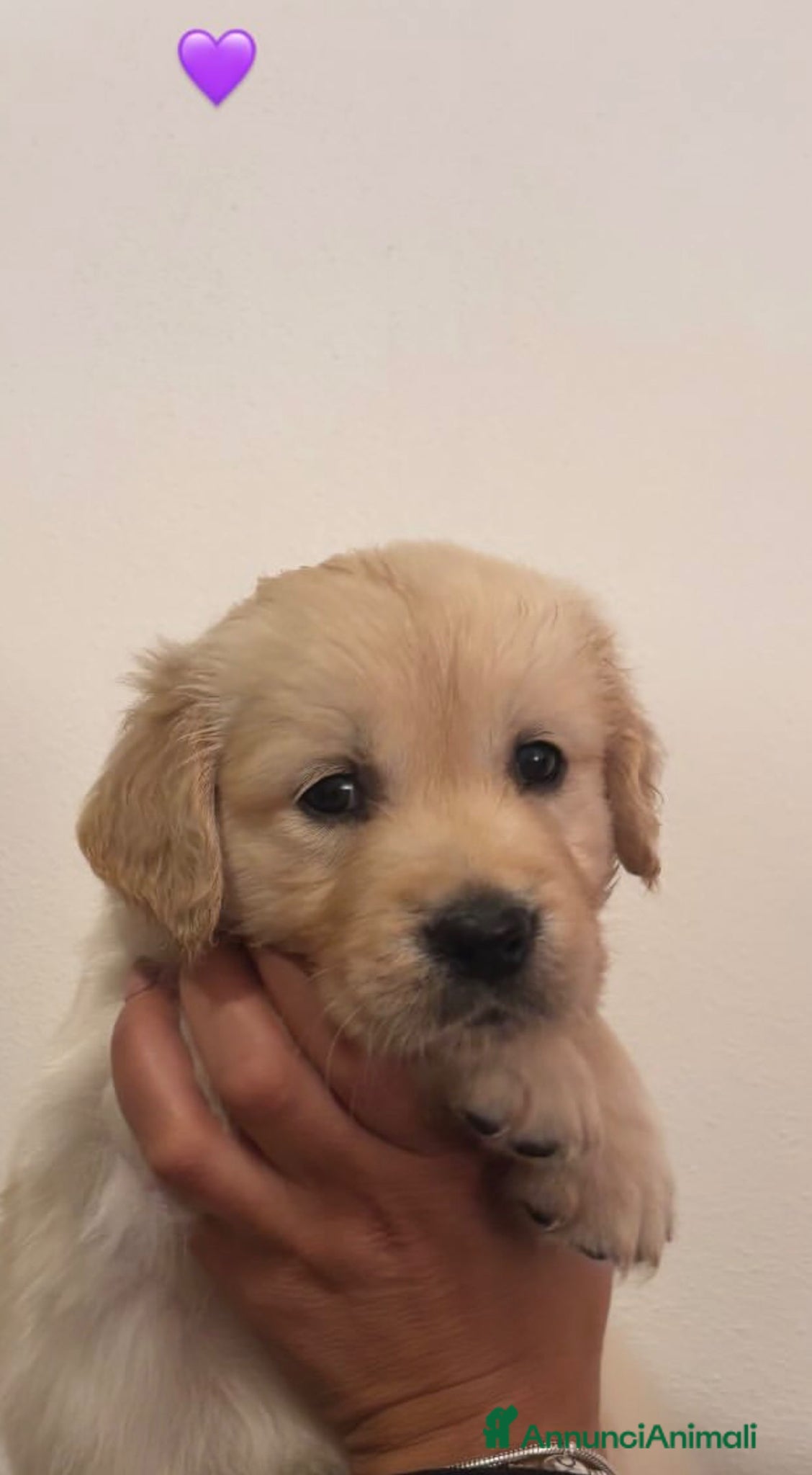 Golden Retriever cani CUCCIOLI GOLDEN RETRIVER  - Annuncio 28