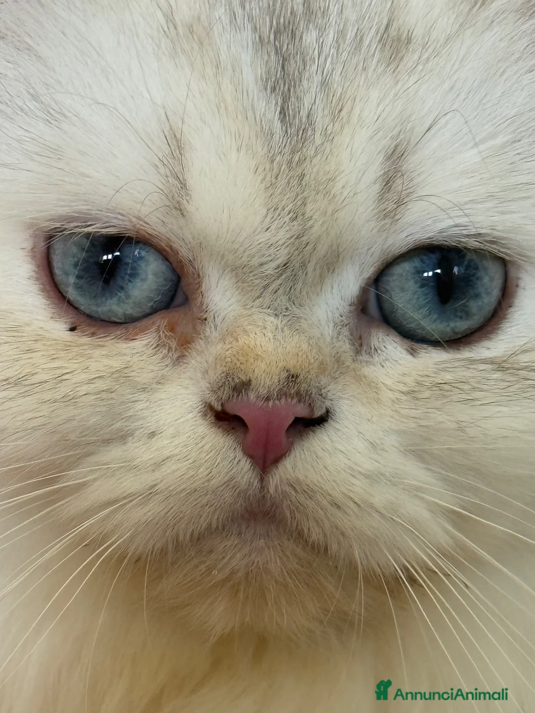 British gatti in vendita: Neil Armstrong – British Longhair Colourpoint a Provincia di Brescia - Annuncio 1