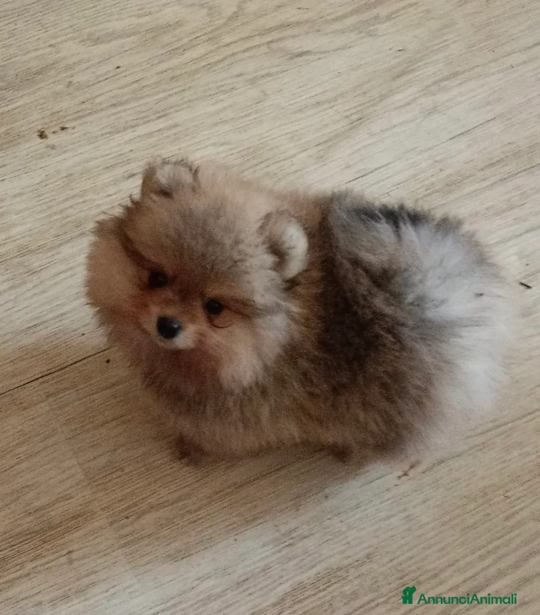 Volpino Pomerania cani in vendita: Volpino di Pomerania  - Annuncio 5