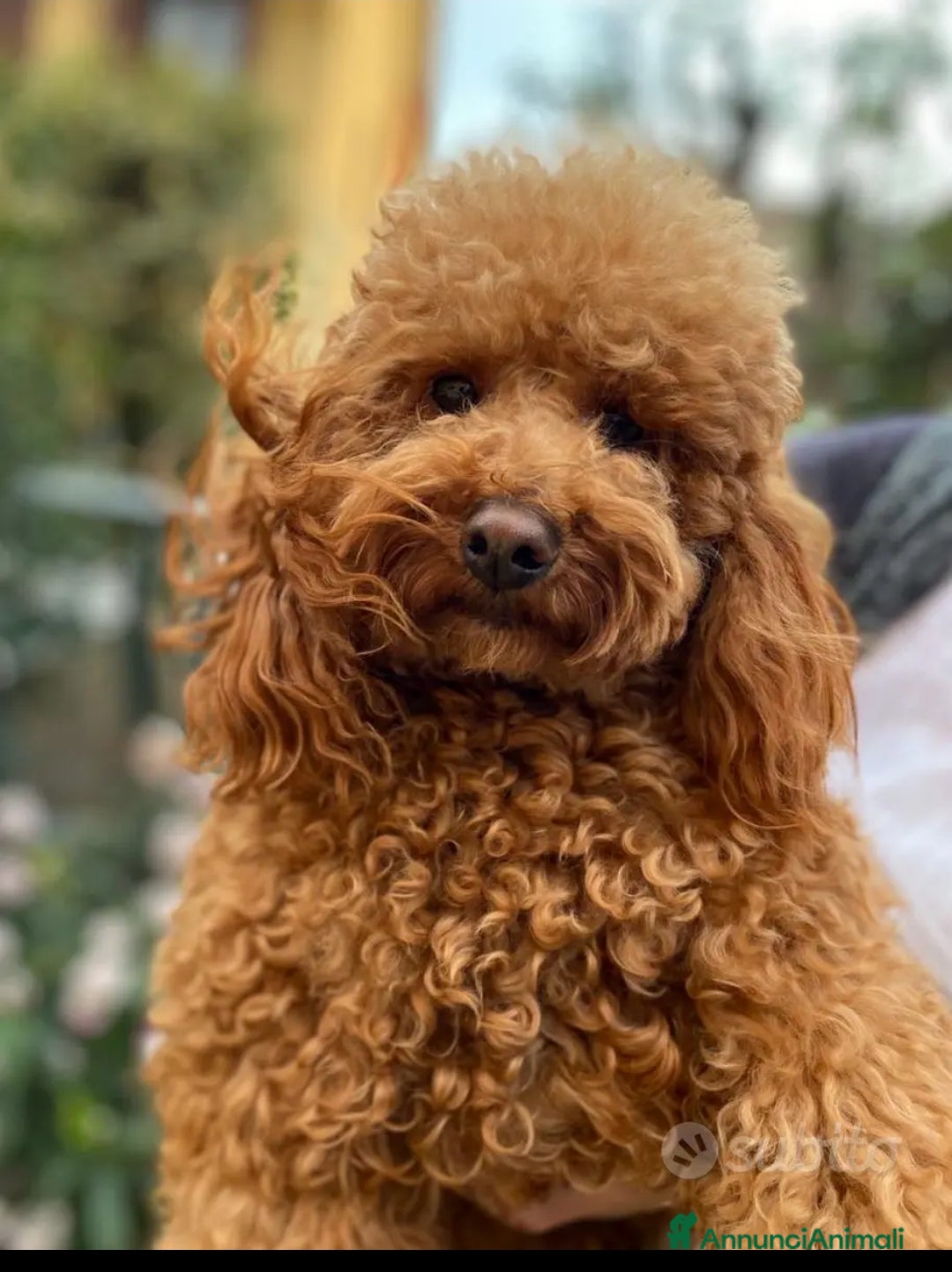 Barbone cani Barboncino pedigree accoppiamento monta - Annuncio 1