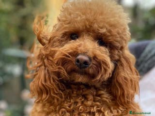 Barbone cani Barboncino pedigree accoppiamento monta - Annuncio 2