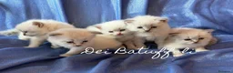 Siberiano gatti in vendita: Cuccioli Gatto Siberiano AFSI WCF, Alta genealogia - Annuncio 3