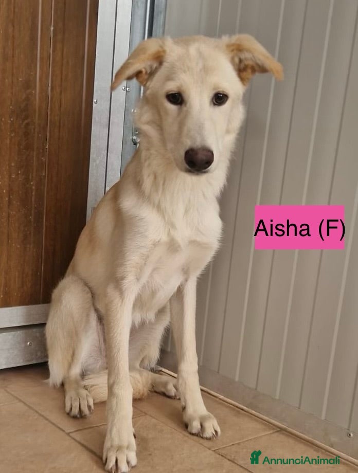 Meticcio cani Dolci cuccioli sfortunati taglia media 5 mesi - Annuncio 2