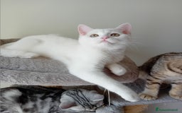 Scottish gatti in vendita: Scottish Straight e fold a Provincia di Piacenza - Immagine 4