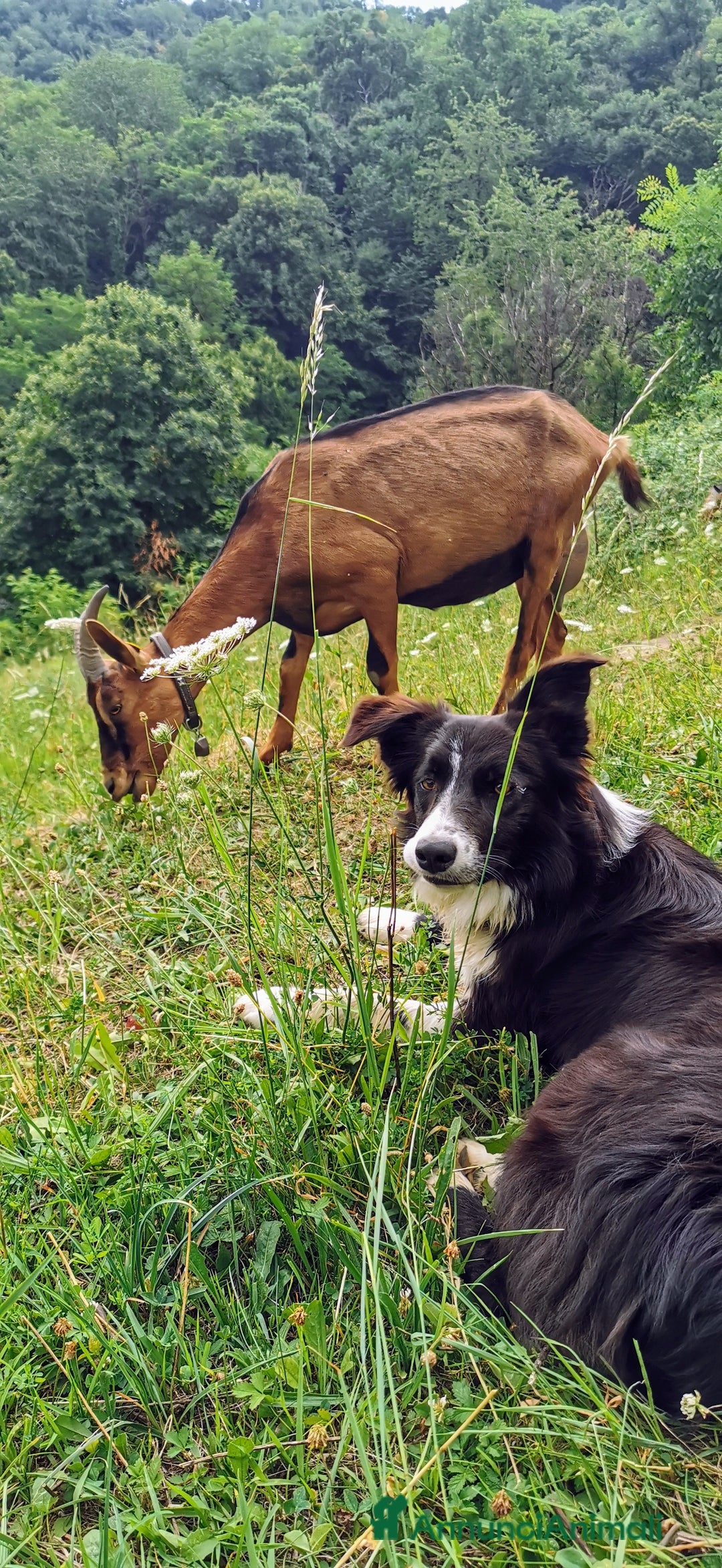 Border Collie cani in vendita: Intelligentissima cucciolotta - Annuncio 3