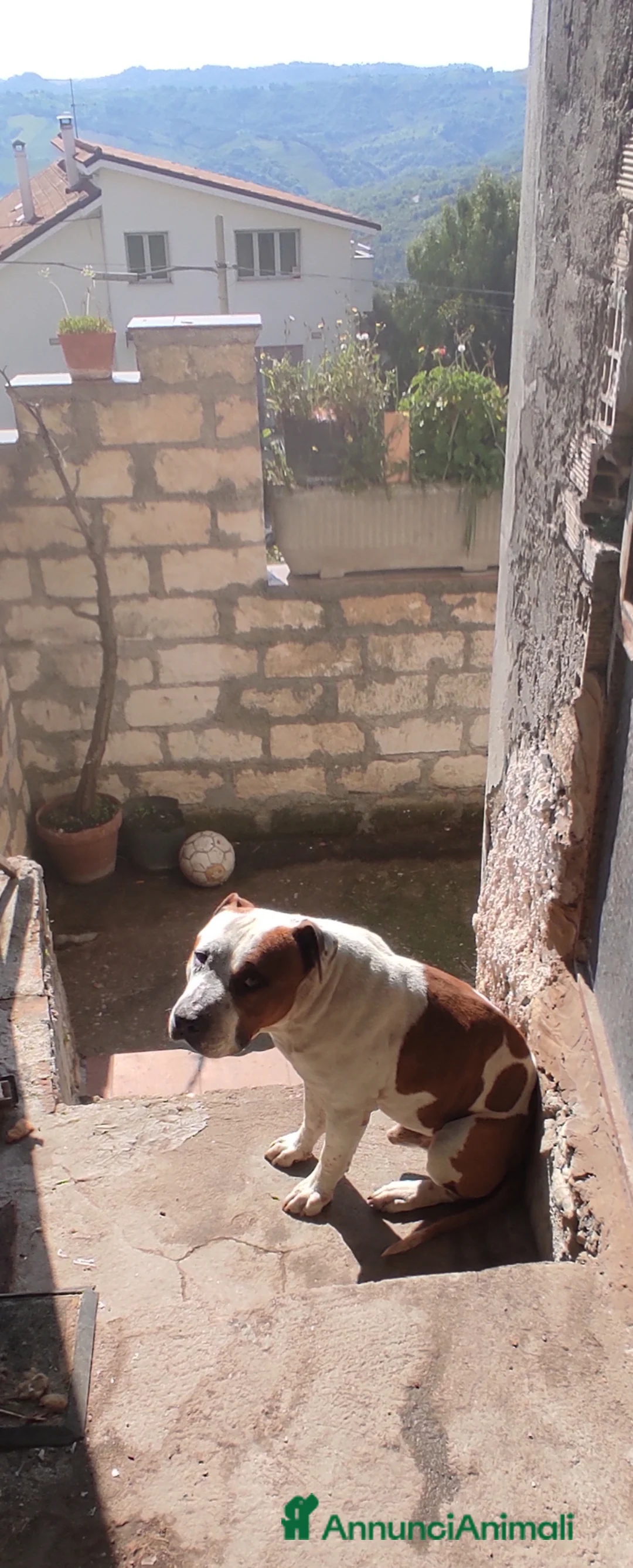 American Staffordshire cani in vendita: Cuccioli di American Staffordshire Terrier  a Provincia di Chieti - Annuncio 2