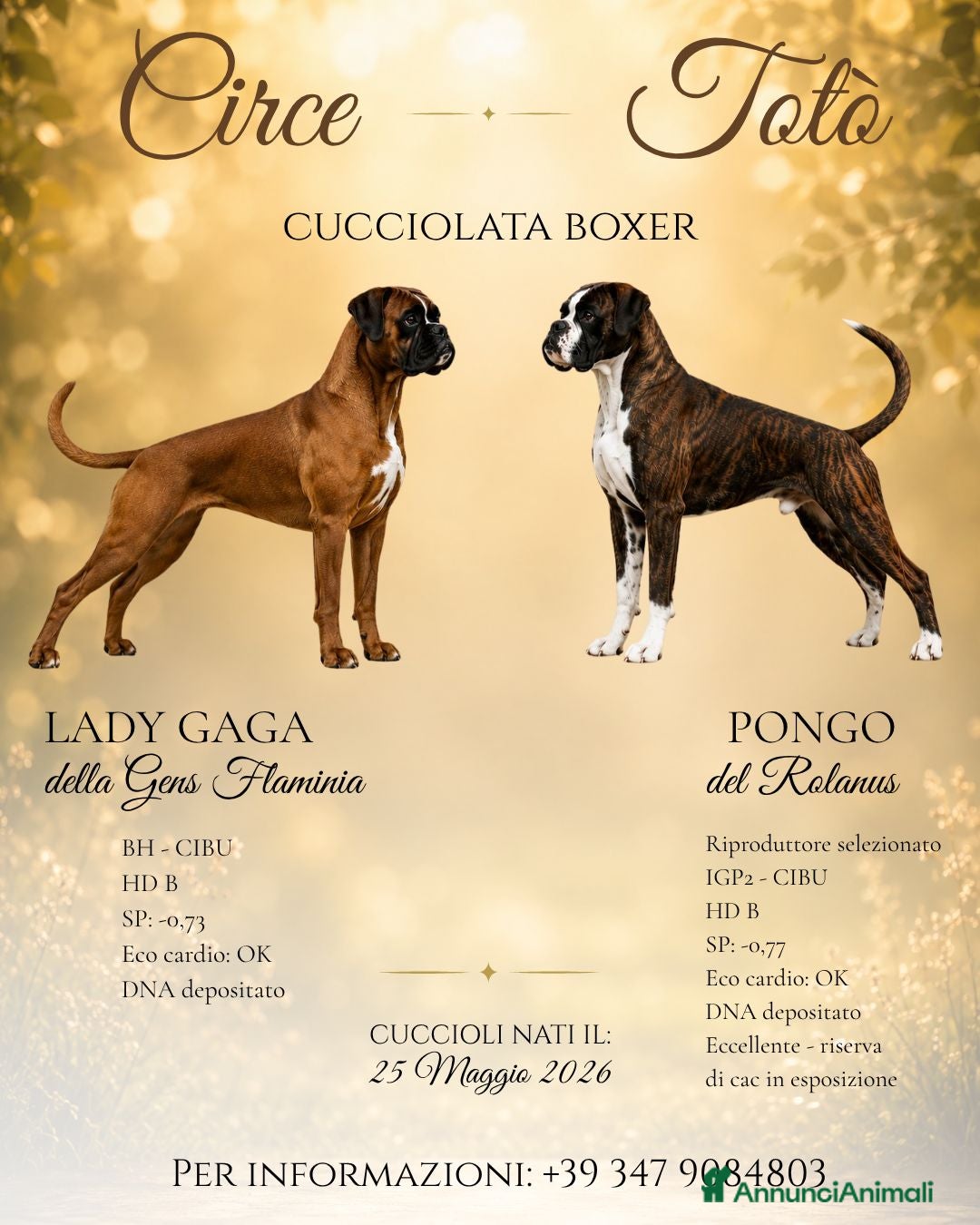 Boxer cani Cuccioli di boxer - Annuncio 2