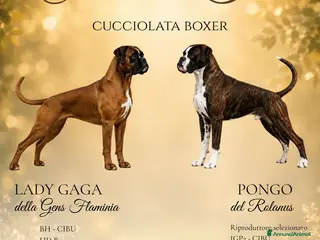 Boxer cani Cuccioli di boxer - Annuncio 1