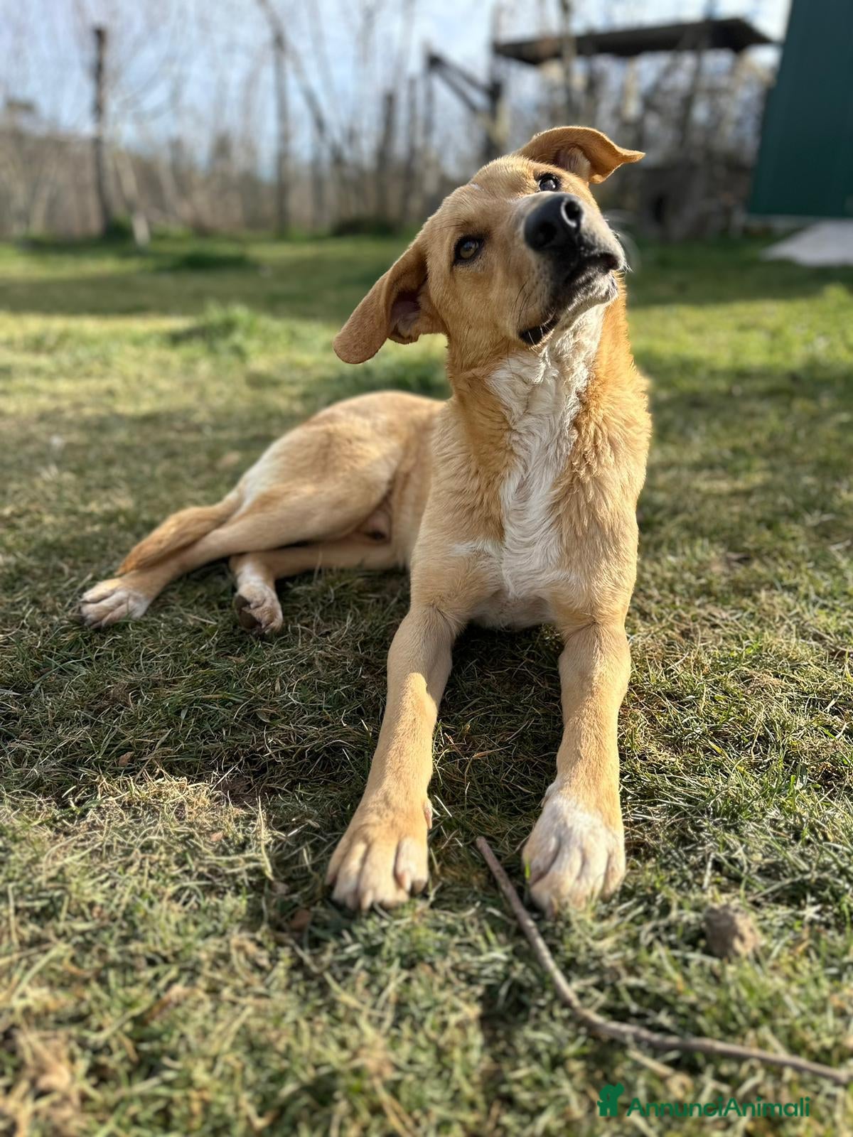 Meticcio cani Giovane cucciolone taglia media a Metropolitan City of Rome Capital - Annuncio 29