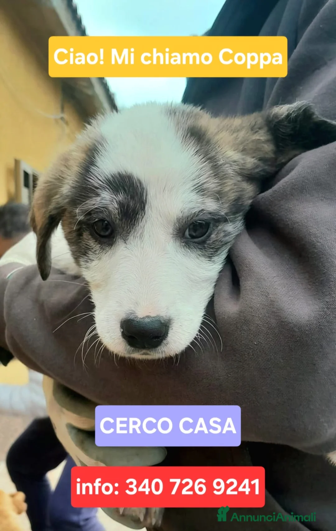 Meticcio cani in regalo: COPPA 🩷 - cucciola mix pastore abbandonata 🙏🏻 - Annuncio 1