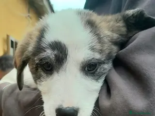 Meticcio cani COPPA 🩷 - cucciola mix pastore abbandonata 🙏🏻 - Annuncio 27