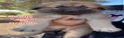 Meticcio cani in regalo: TROPPI CUCCIOLI IN RIFUGIO  a Provincia di Verona - Annuncio 2