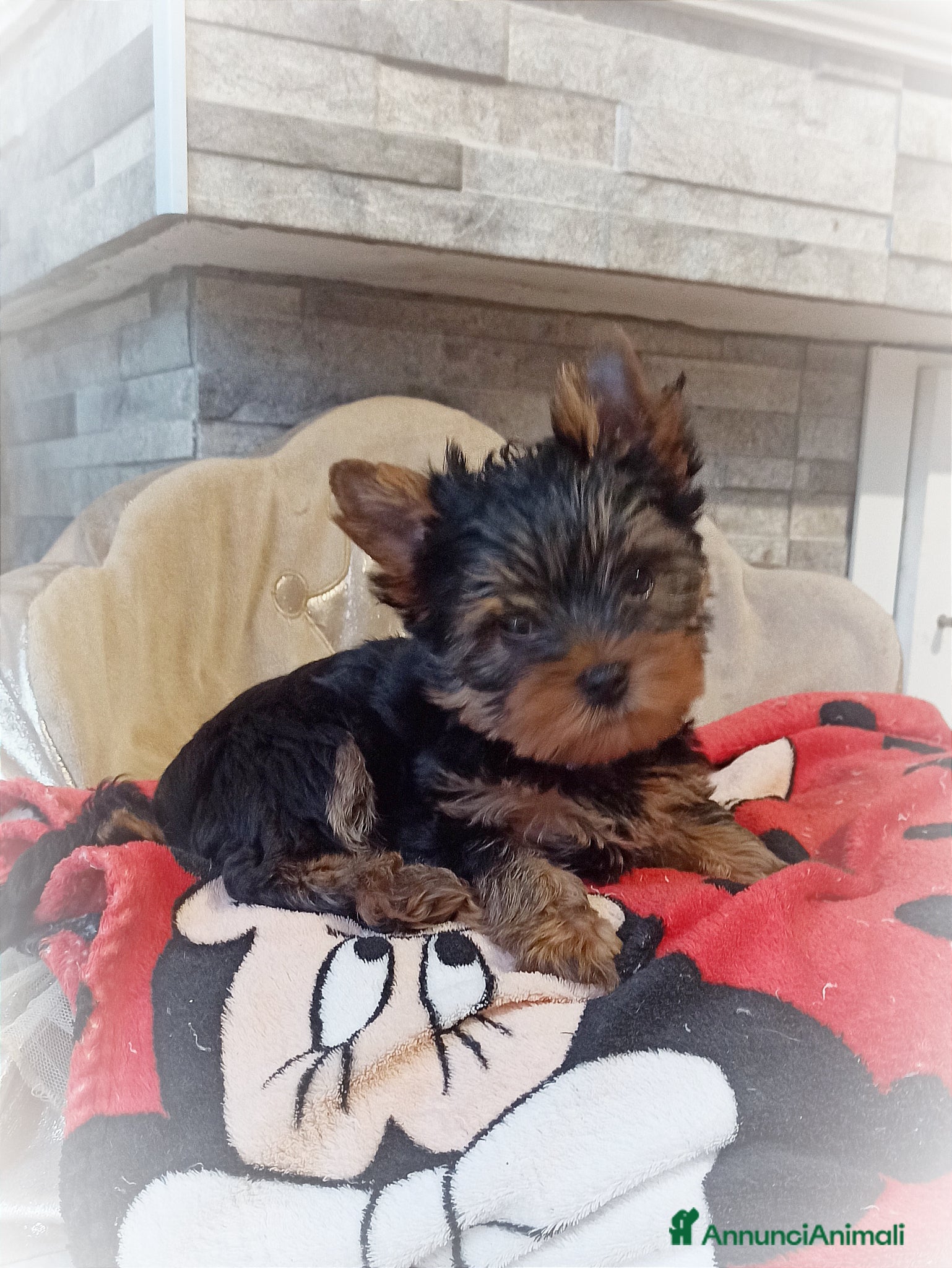 Yorkshire cani in vendita: Yorkshire toy a Provincia di Vicenza - Annuncio 6