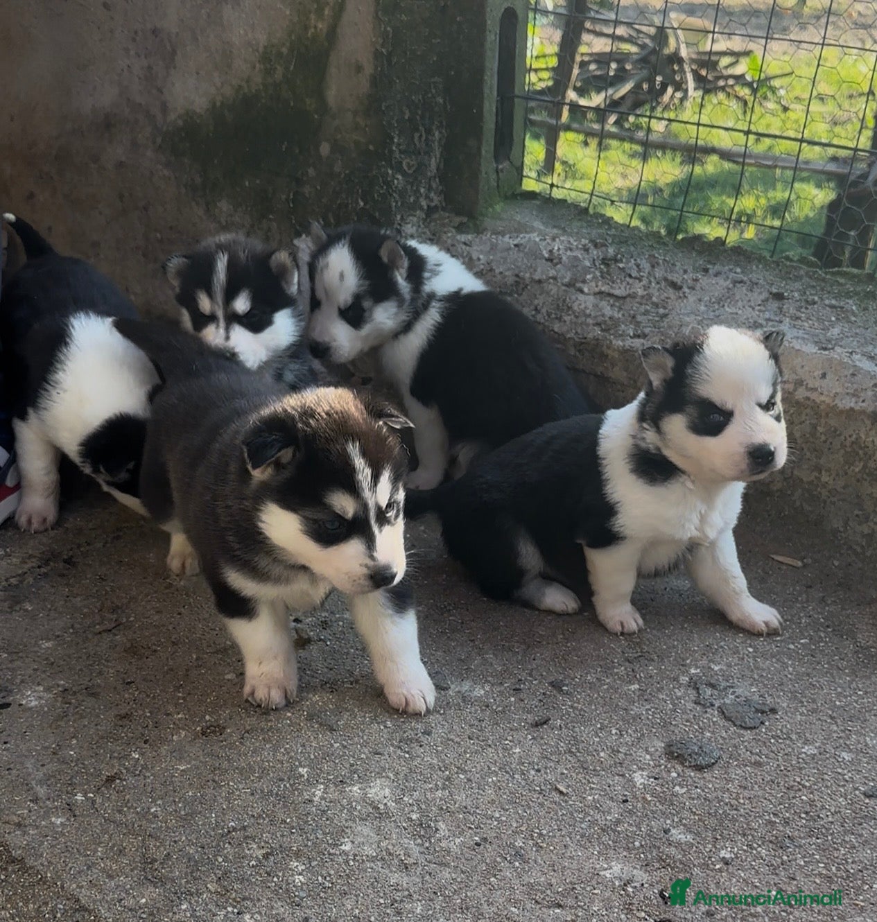 Husky cani Cuccioli di Husky originali  - Annuncio 36