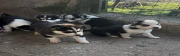 Husky cani in vendita: Cuccioli di Husky originali  - Annuncio 1