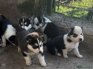 Husky cani Cuccioli di Husky originali - Annuncio 36