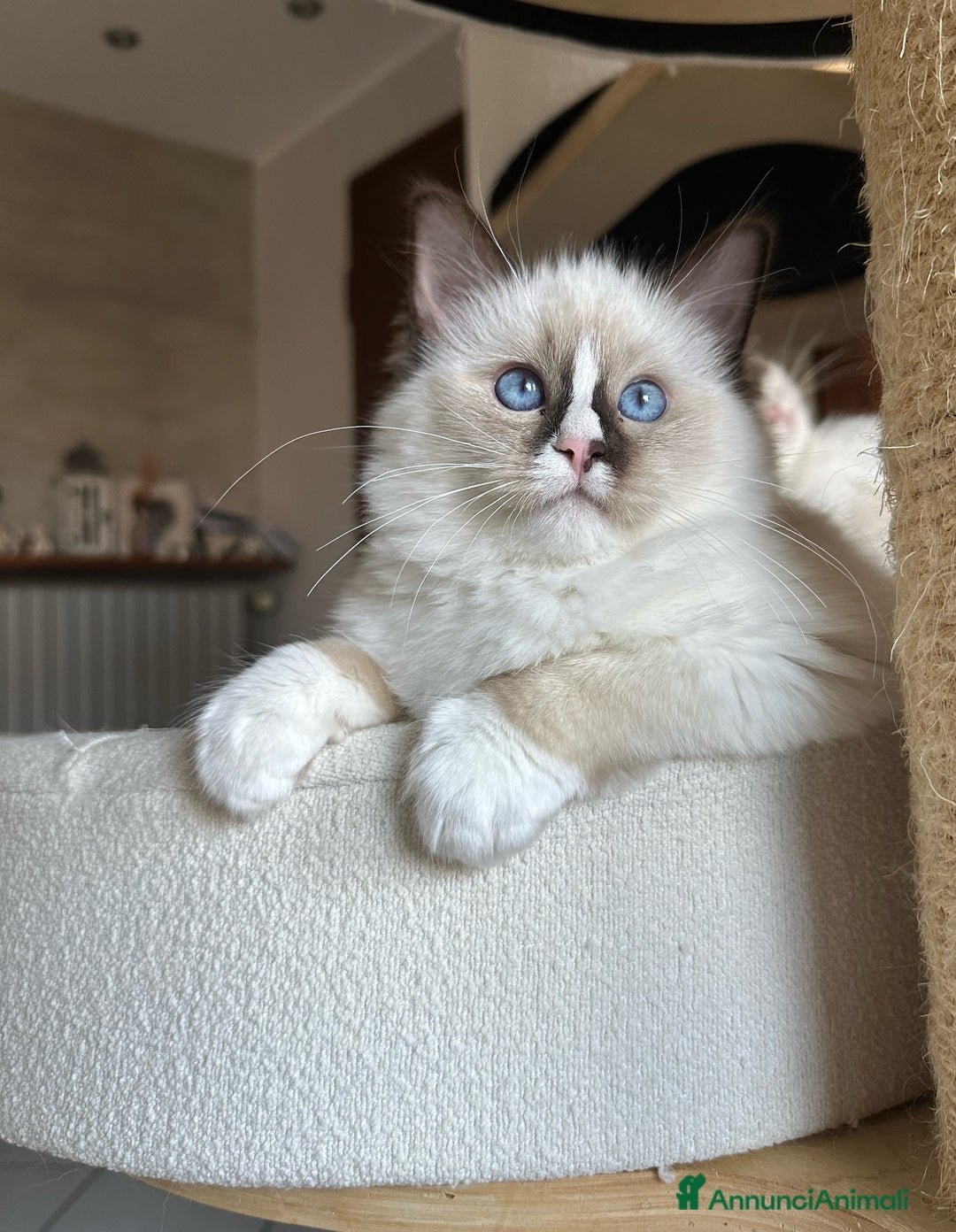 Ragdoll gatti in vendita: Cucciole Ragdoll disponibili subito pedigree  - Annuncio 7