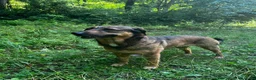 Meticcio cani in regalo: Lola: socievole, equilibrata, affettuosa  - Annuncio 4