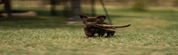 Australian Kelpie cani in vendita: Cuccioli Australian Kelpie  a Provincia di Siena - Annuncio 7