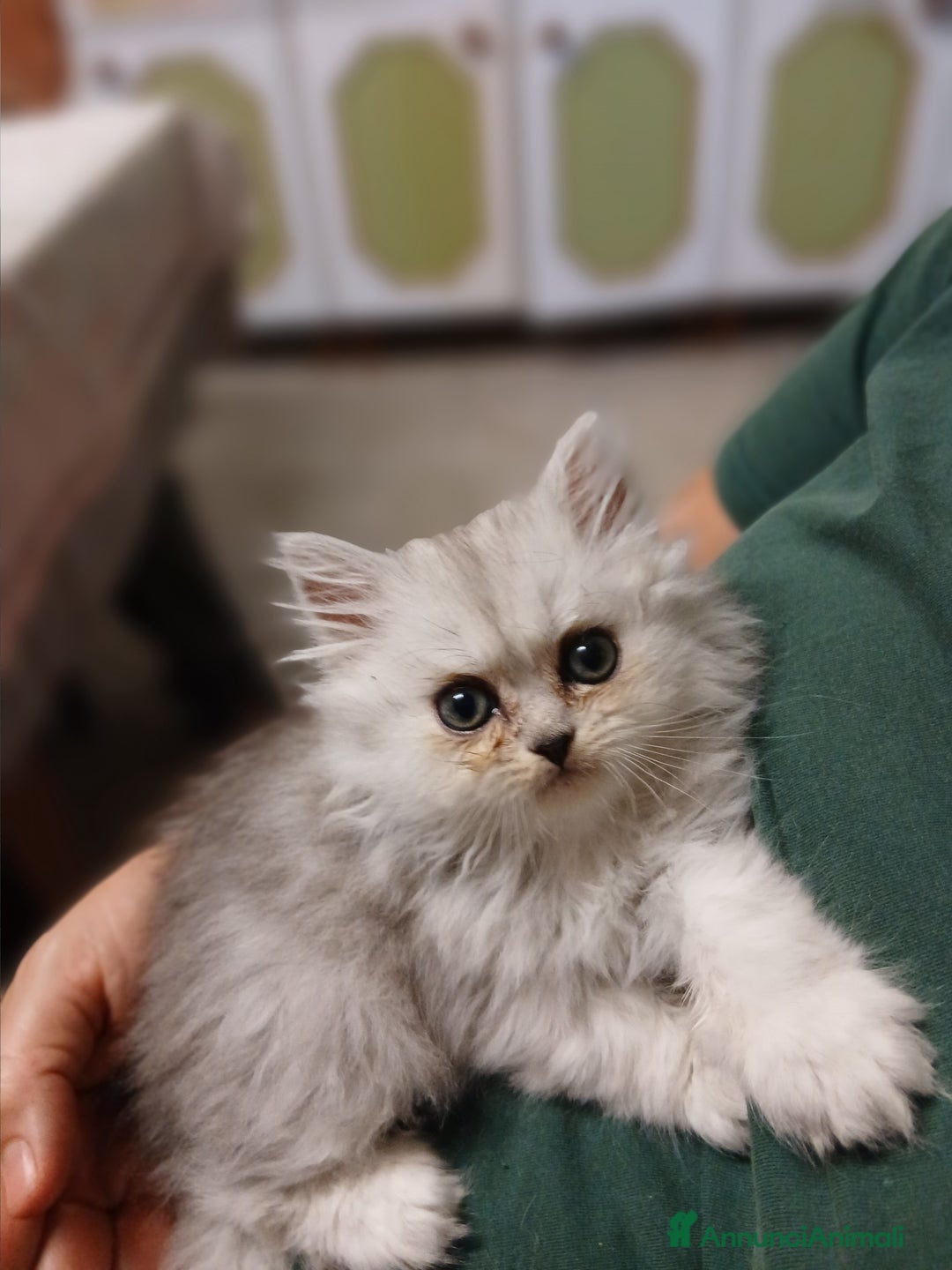Persiano gatti in vendita: Gattino persiano a Provincia di Lecce - Immagine 2