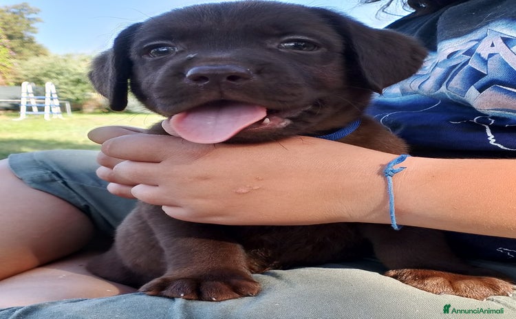 Labrador cani a Metropolitan City of Rome Capital - Annuncio 2