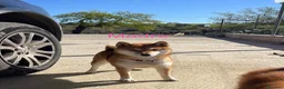 Shiba Inu cani in vendita: Shiba inu cucciole con pedigree  - Annuncio 1