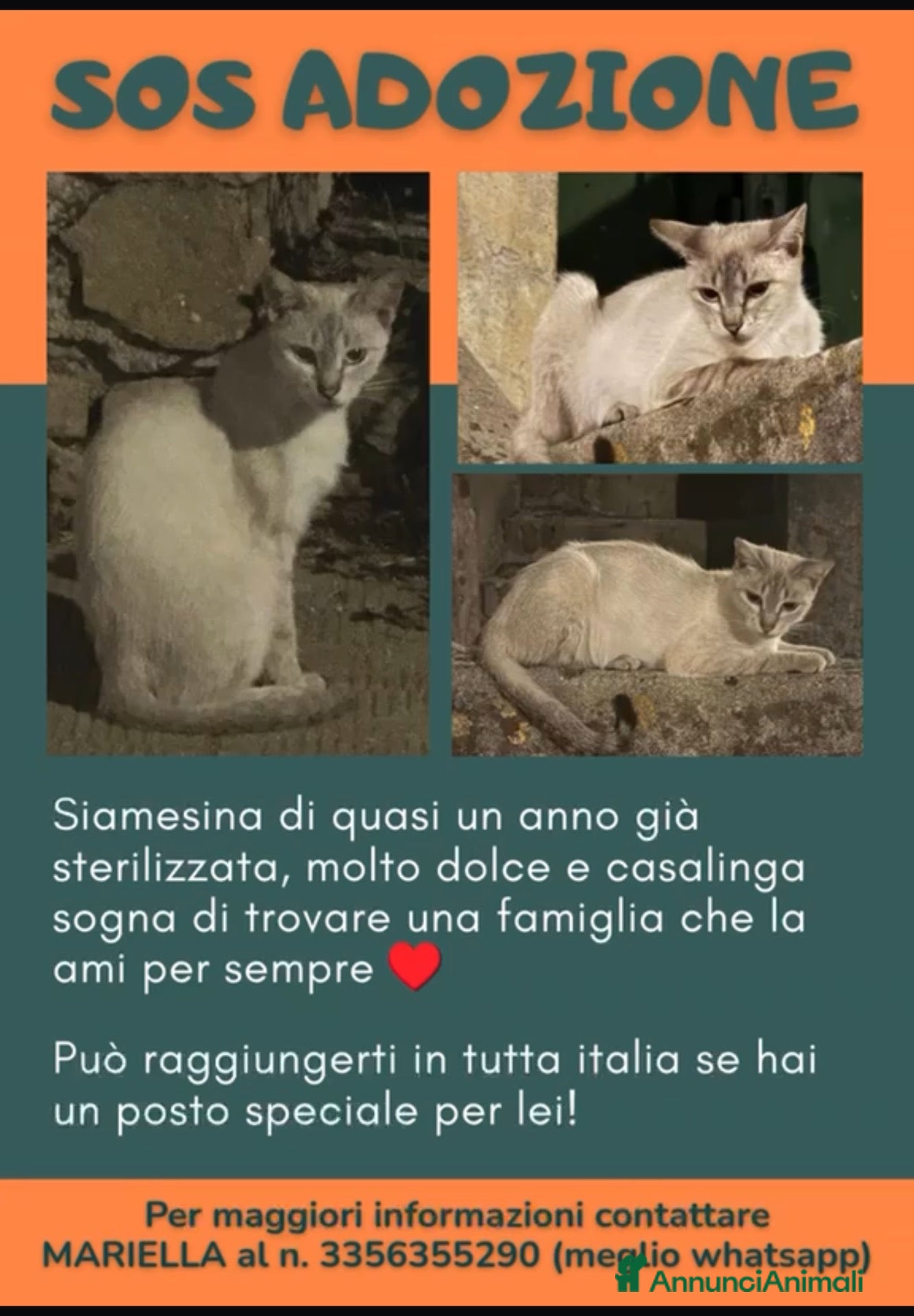 Siamese gatti in regalo: ADOZ.DEL💔:dolce, vuole una famiglia x se!! - Annuncio 1