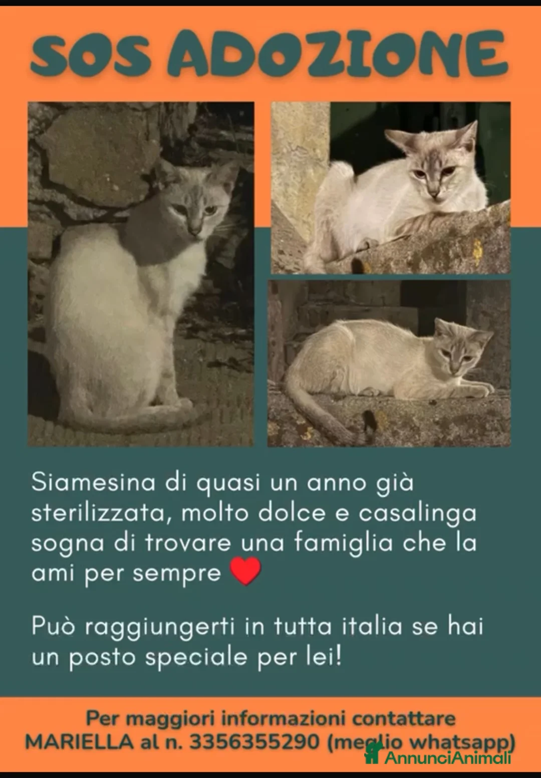 Siamese gatti in regalo: ADOZ.DEL💔:dolce, vuole una famiglia x se!! - Annuncio 1