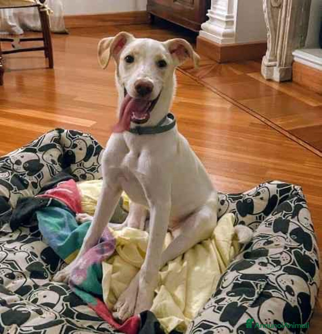 Altre razze cani in regalo: DEA 9 MESI - Annuncio 2