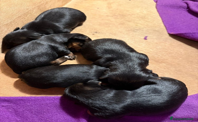 Yorkshire cani - Annuncio 1