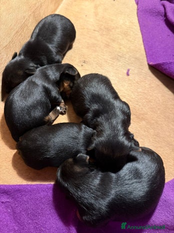 Yorkshire cani - Annuncio 1