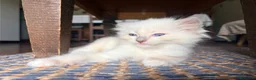Ragdoll gatti in vendita: Cucciolo ragdoll blue mitted Bleach - Annuncio 8