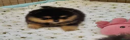 Spitz cani in vendita: Spitz Pomerania  - Annuncio 4