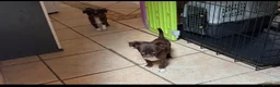 Chihuahua cani in vendita: Chihuahua mini - Annuncio 4