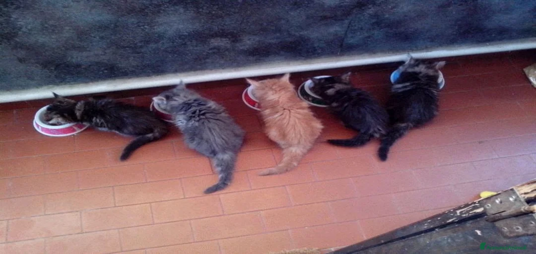 Immagine della galleria {{count}}