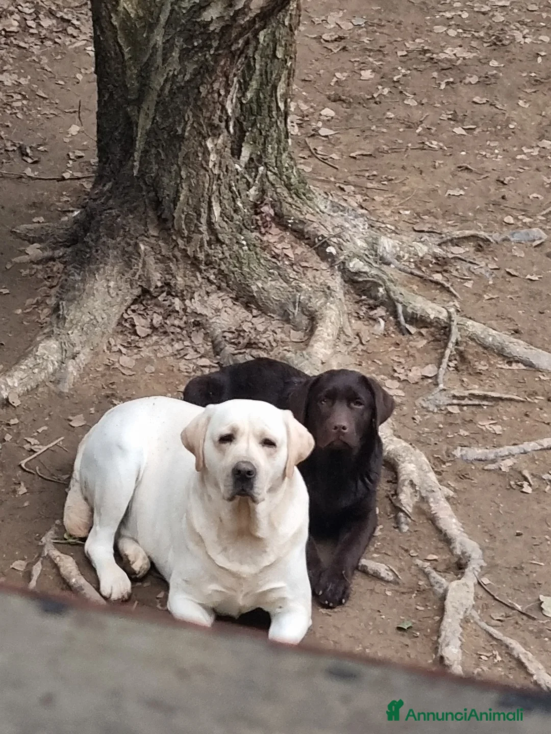 Labrador cani in vendita: Cuccioli di labrador  - Annuncio 2